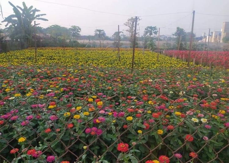 Nhiều nông dân trên địa bàn huyện Hóc Môn bắt tay vào vụ mùa trồng hoa phục vụ tếtQUANG THUẦN