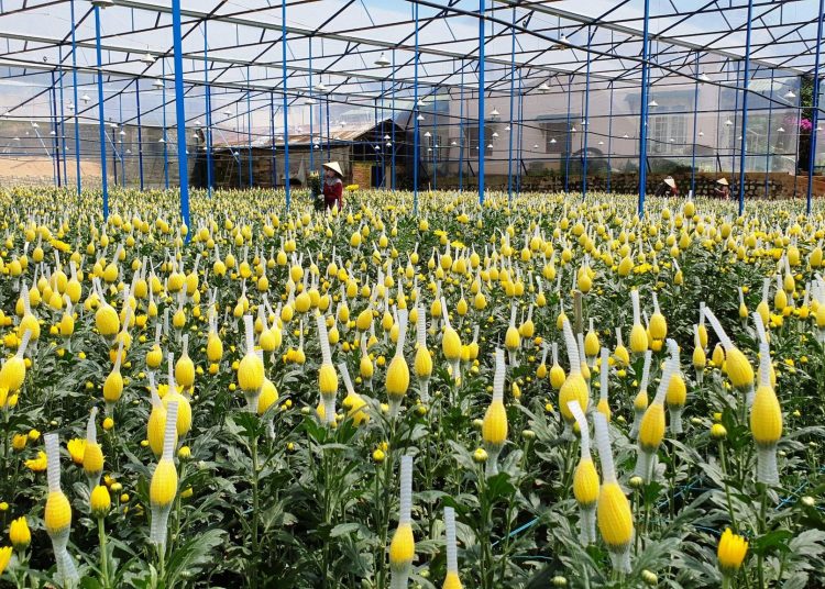 Hoa cúc là một trong những sản phẩm nông sản chủ lực phục vụ thị trường dịp Tết Nguyên đánGIA BÌNH