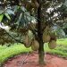 Bầu Đức đang trồng 2 giống sầu riêng có chất lượng và giá cao nhất là sầu riêng Monthong (Thái Lan) và Musaking (Malaysia) với diện tích lên đến 1.000 hecta
