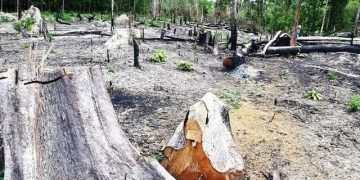 Rừng bị tàn phá tại khu vực do Ban Quản lý rừng phòng hộ Đức Cơ quản lý. Ảnh: Huệ Nguyễn.
recommended by