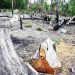 Rừng bị tàn phá tại khu vực do Ban Quản lý rừng phòng hộ Đức Cơ quản lý. Ảnh: Huệ Nguyễn.
recommended by